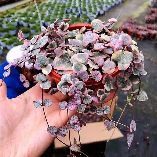 variegated string of hearts