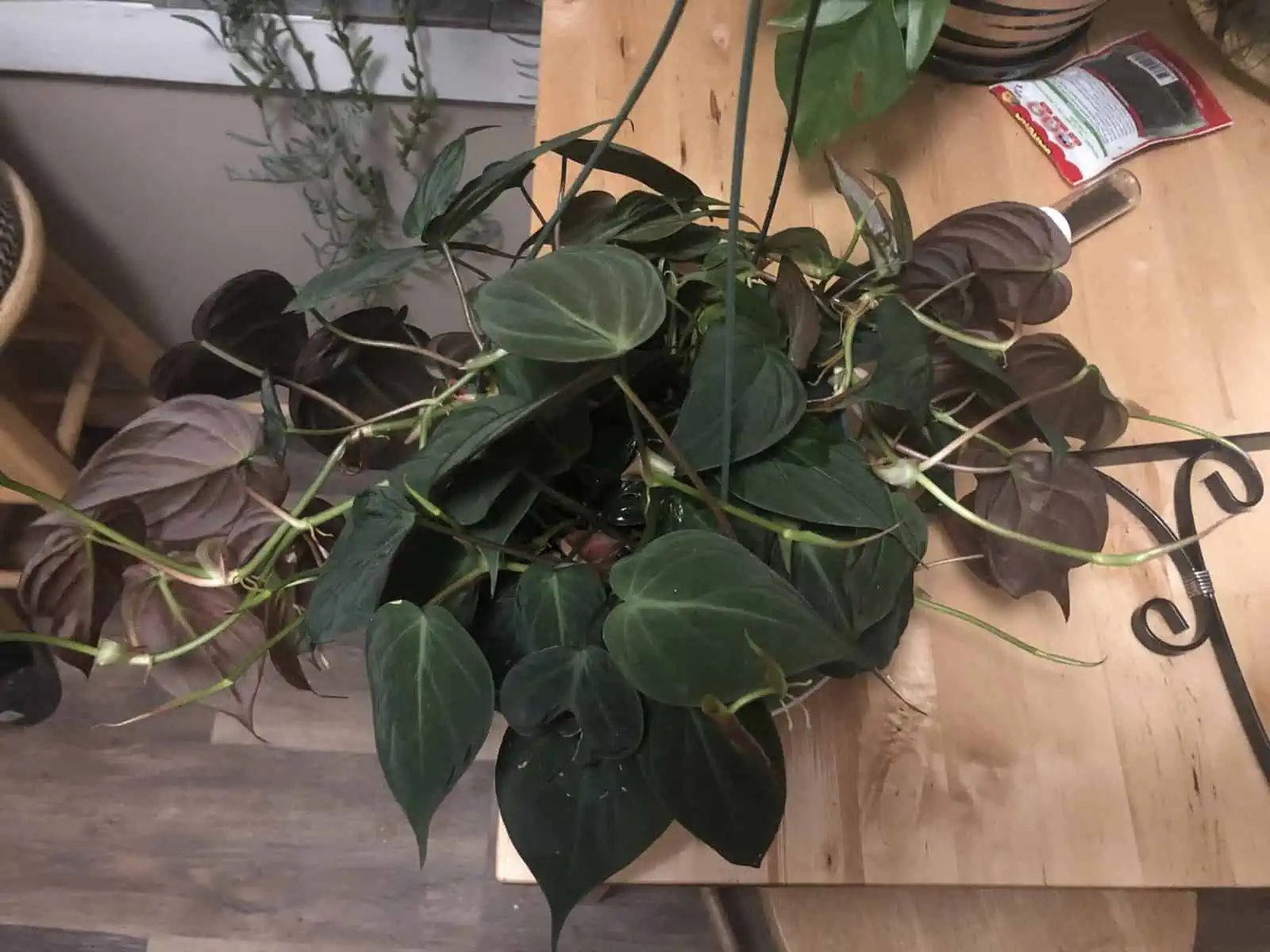 Large Velvet Philodendron micans