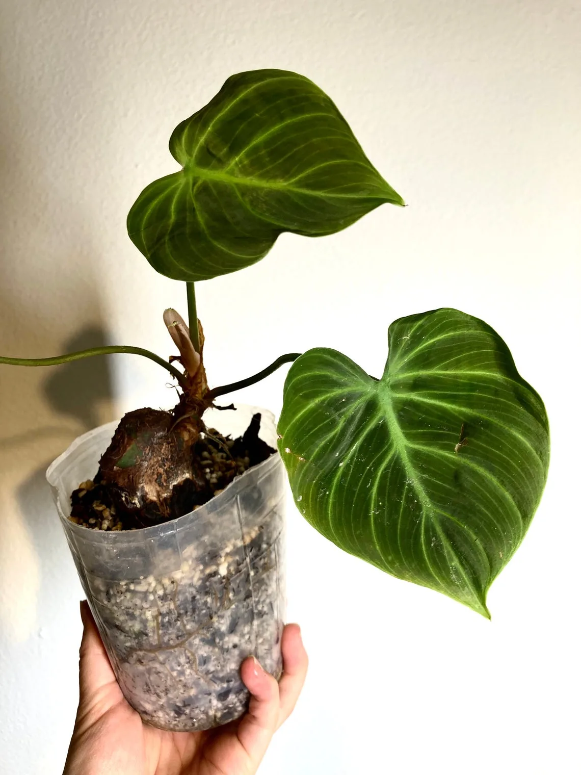 Starter Philodendron micans