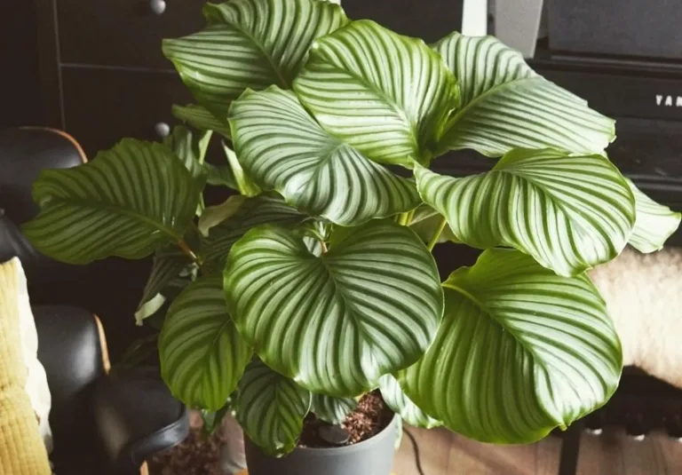 Calathea orbifolia