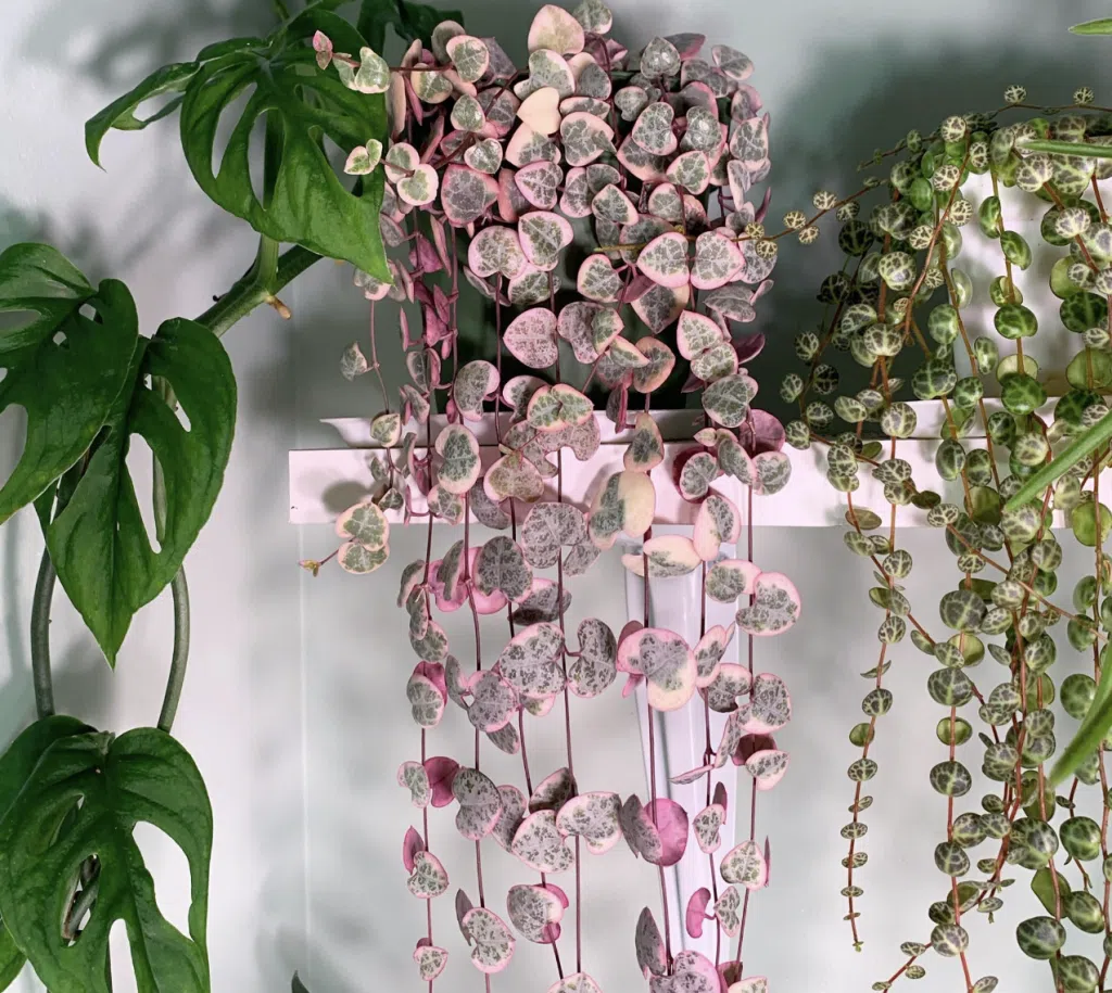 variegated string of hearts