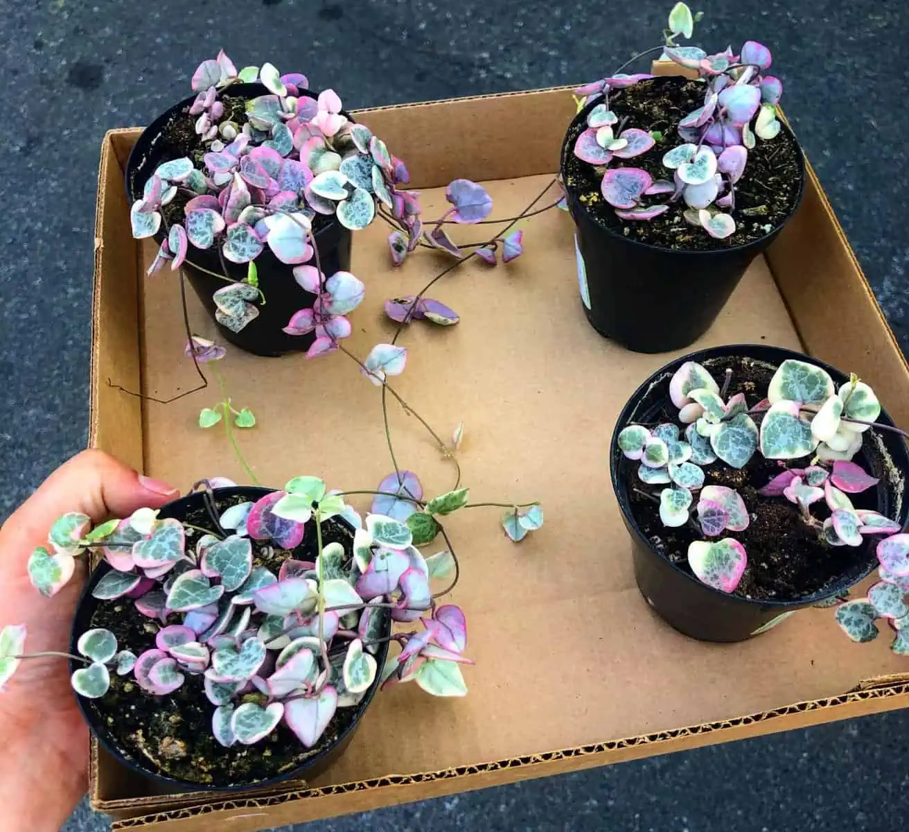 How to Care For The Variegated String of Hearts Garden