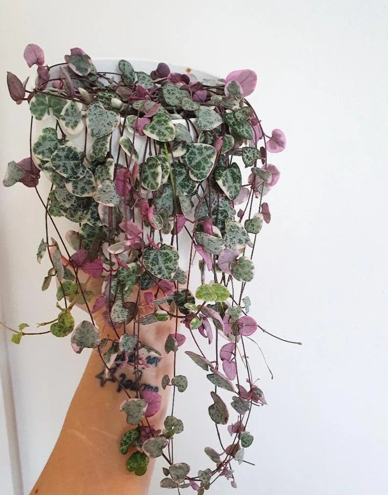 variegated ceropegia woodii