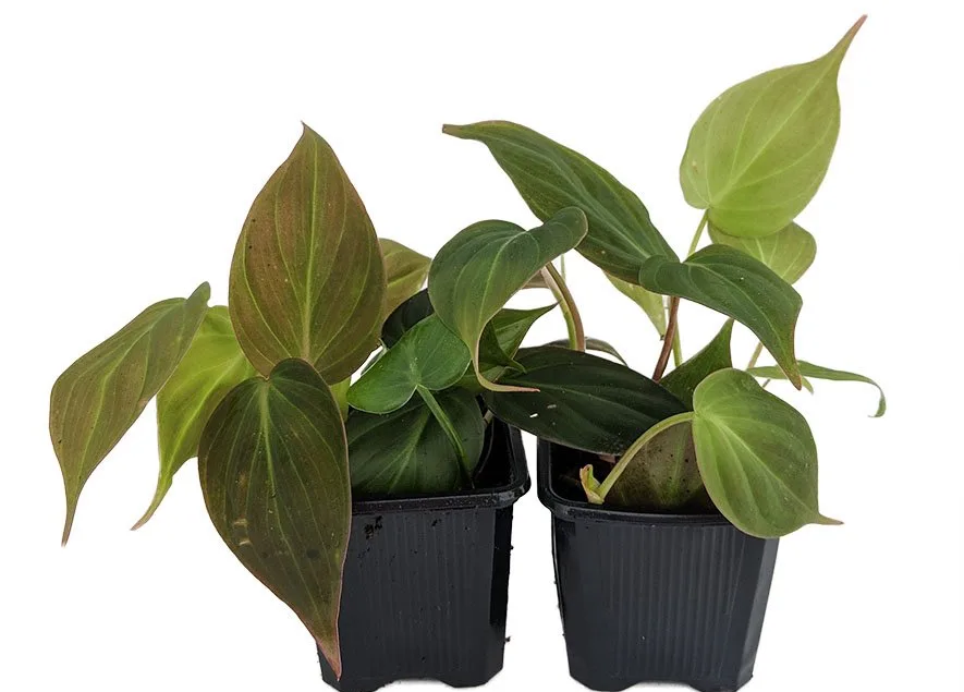 An Overview of The Gorgeous Velvety Philodendron Micans