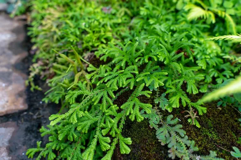 How to Care For Selaginella- The Spikey Plant Perfect For Terrariums!
