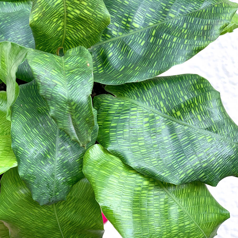 Simple Guide to Calathea Musaica Care Keep Your Plant Simple Guide to Calathea Musaica Care Keep Your Plant