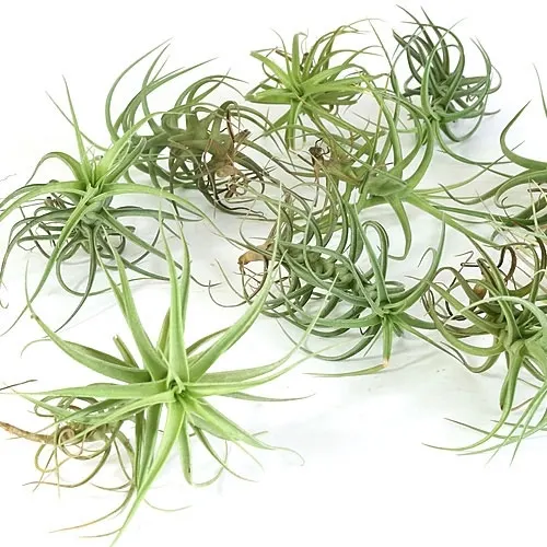 Air Plant