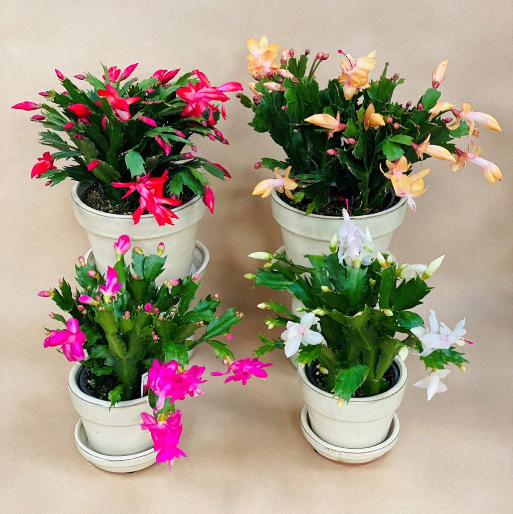 Christmas Cactus