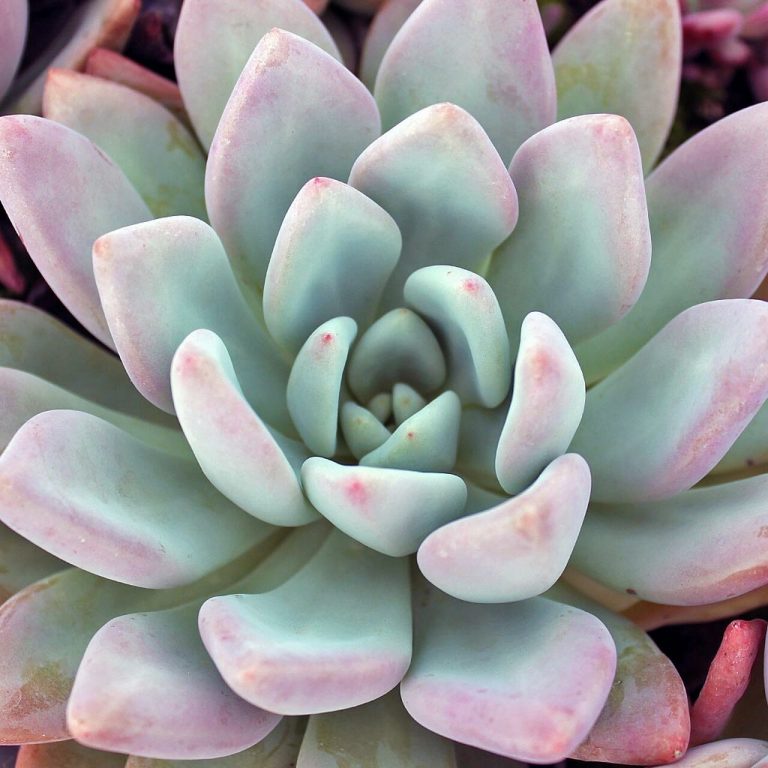 The Ultimate Guide To Providing Proper Care To Your Graptoveria