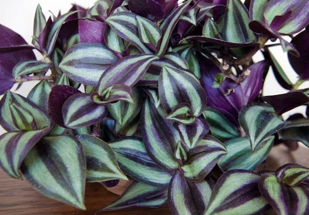 Inch Plant