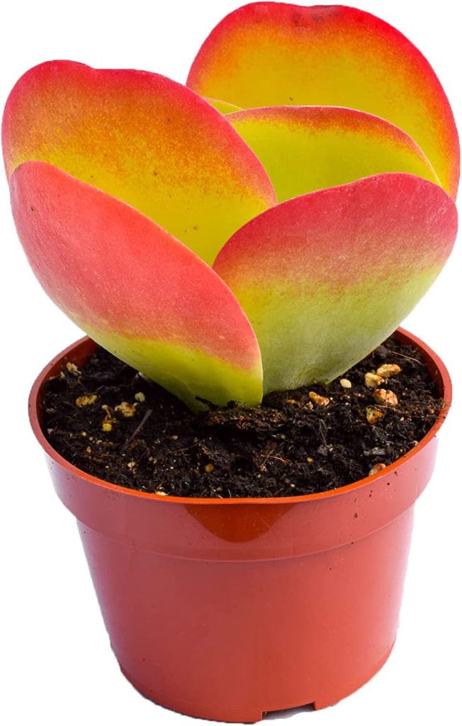 Paddle Plant
