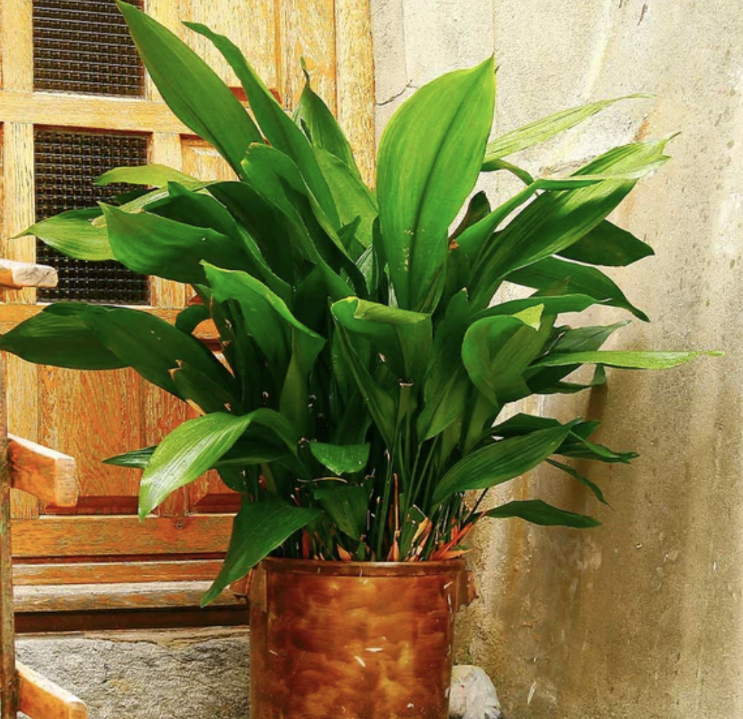 Cast Iron Plant