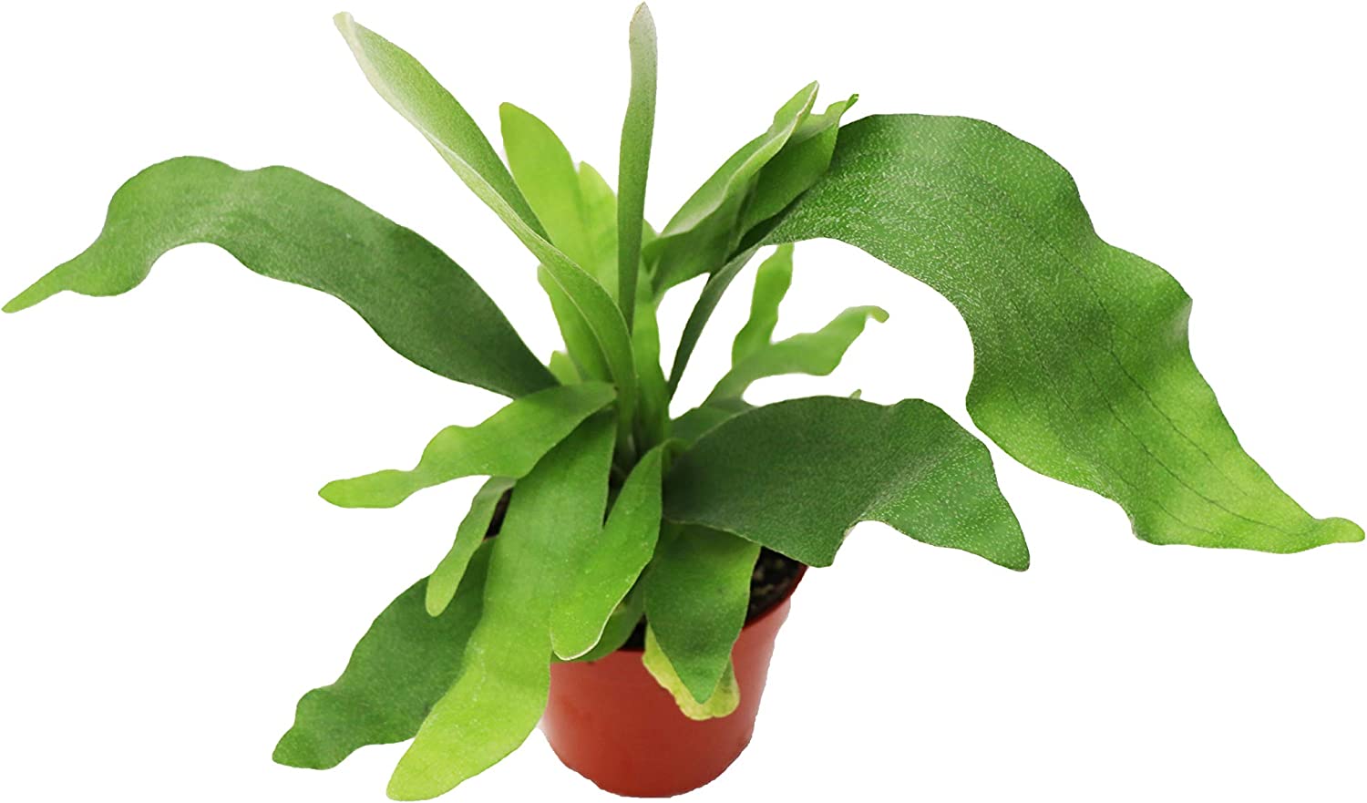 Staghorn Fern