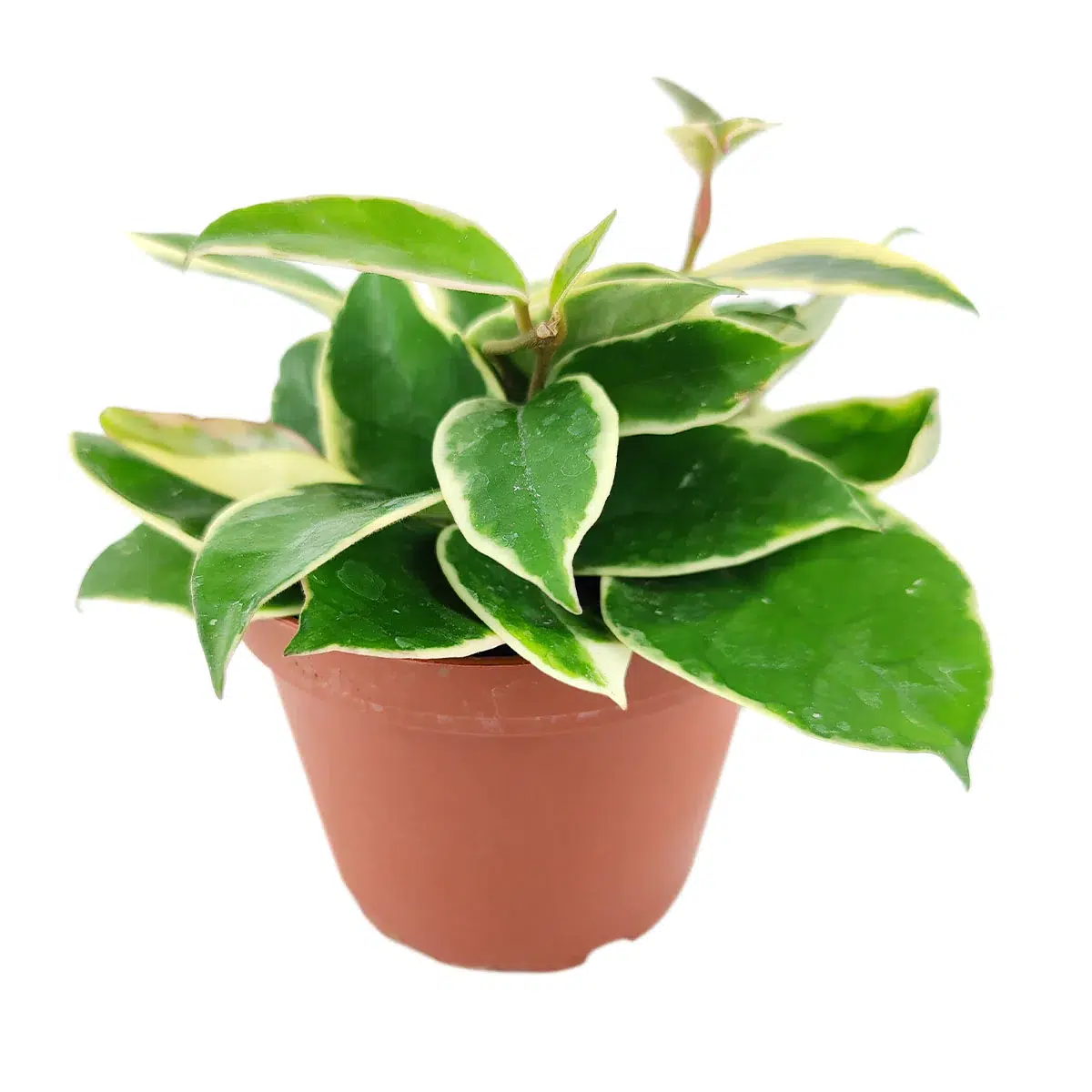 Wax Plant