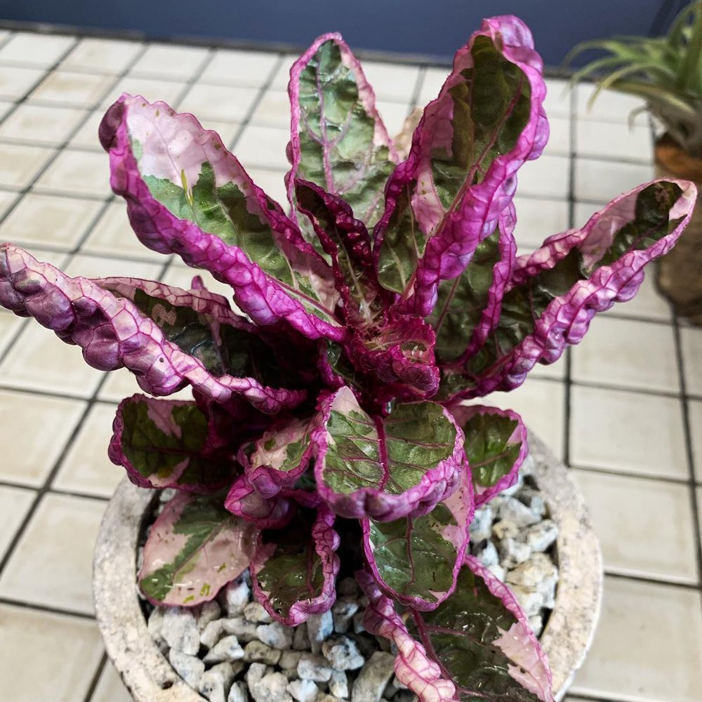 Purple waffle plant