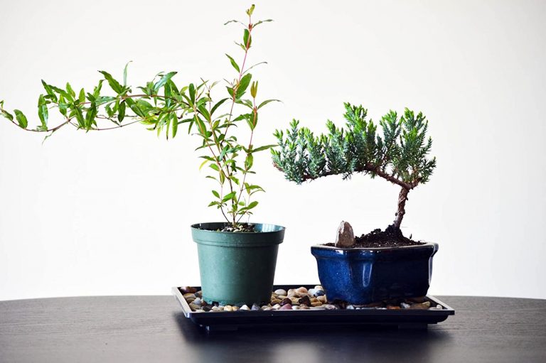 What Is a Pebble Tray and How Does it Help with Humidity For Your Plants?
