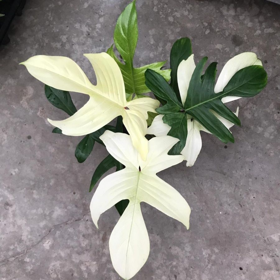 Philodendron Florida Ghost