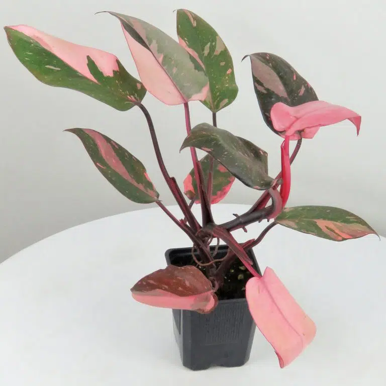 Pink-Princess Rare Philodendron Species