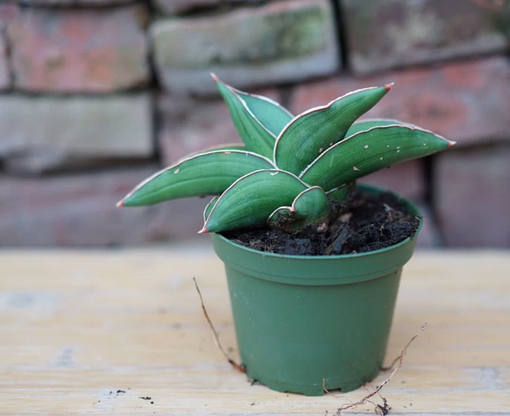 Samurai Snake plant