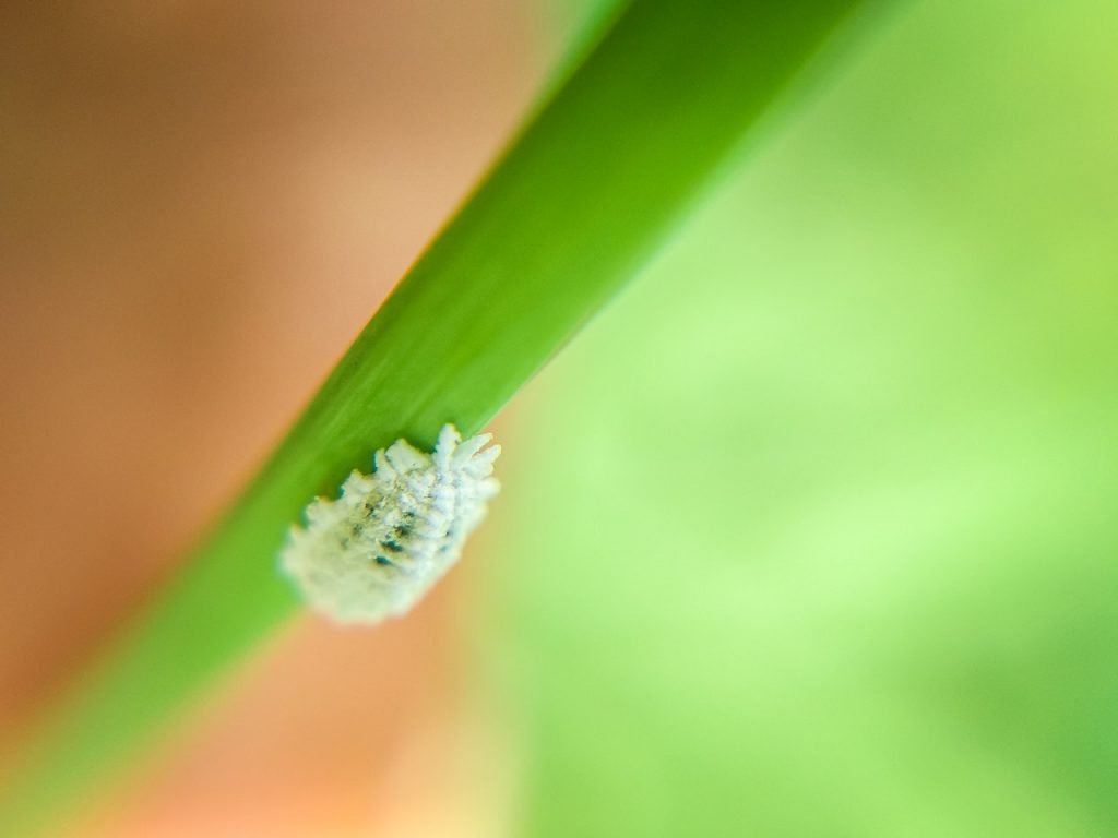 Little White Bugs on Plants