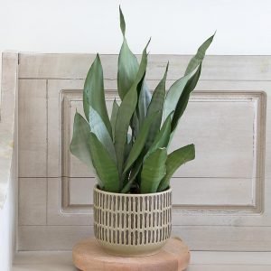 Moonshine snake plant