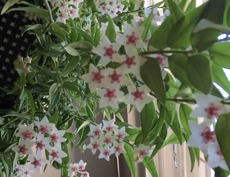 Hoya Bella