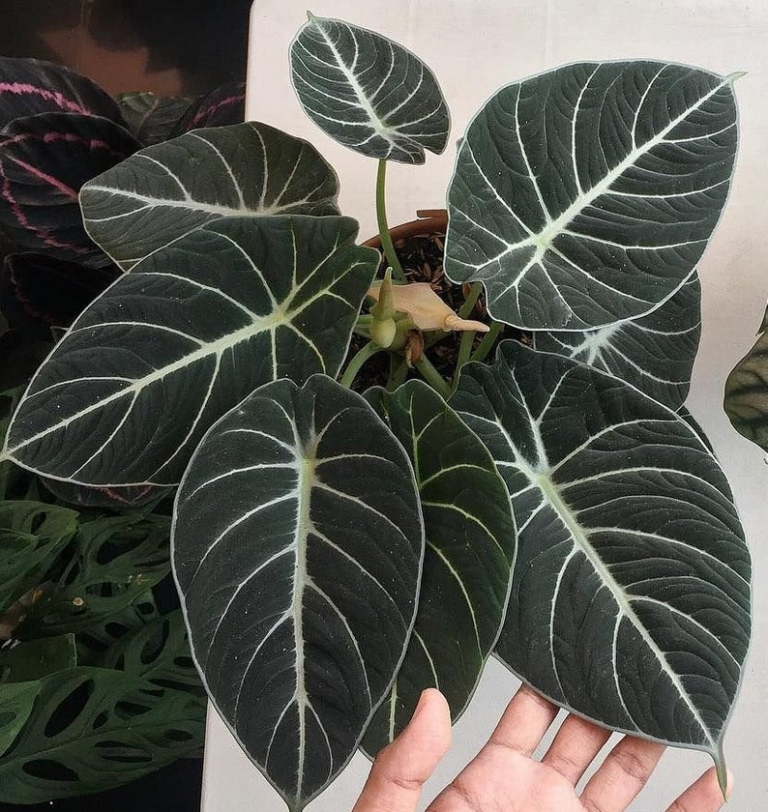 Caring For The Lush Alocasia Black Velvet