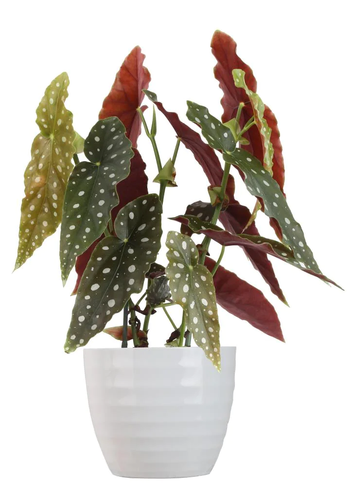 begonia maculata plant