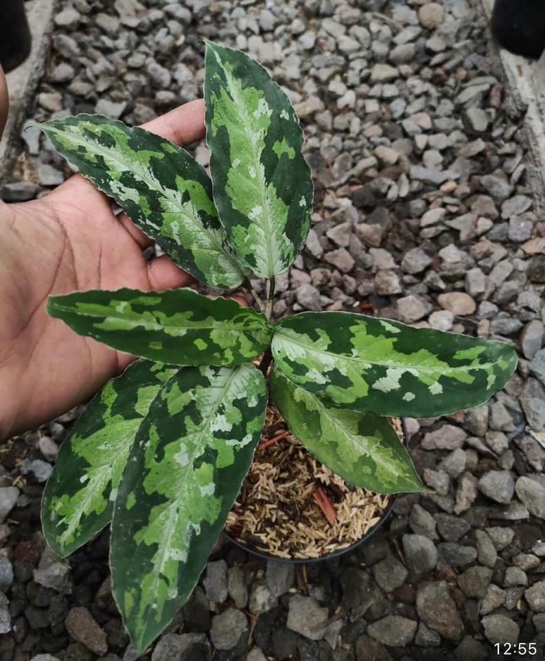 Aglaonema Pictum Tricolor Plant