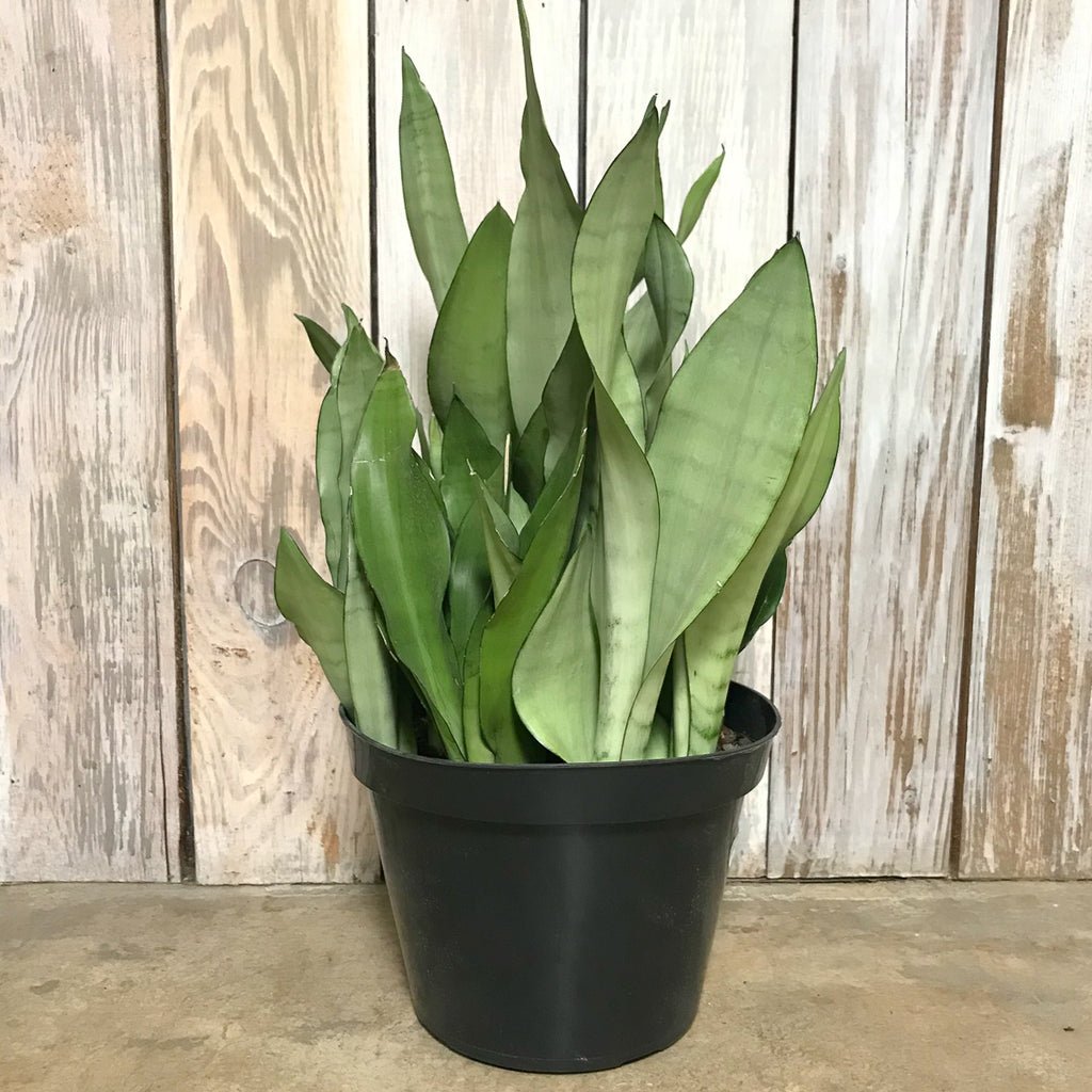 Moonshine Snake Plant