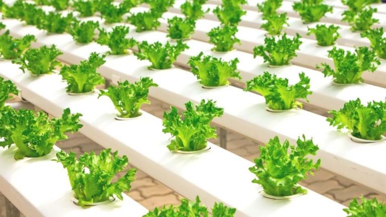 Advantages of Hydroponics