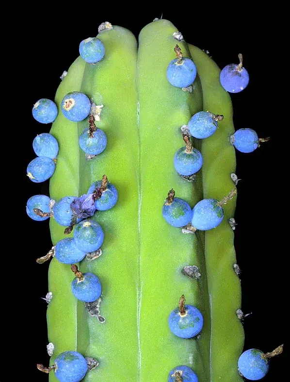 Caring for the Myrtillocactus Geometrizans aka the Boobie Cactus!