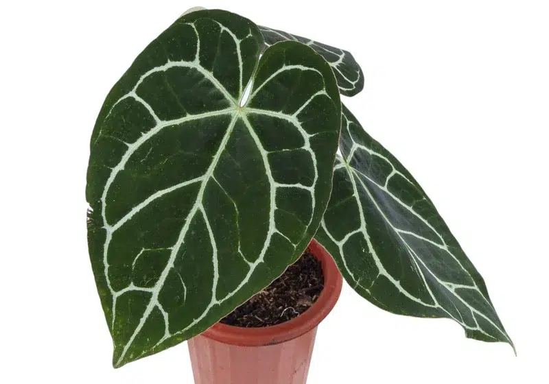 Anthurium Crystallinum