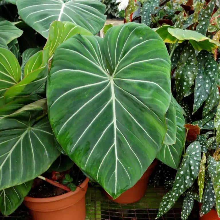 How to Care For The Philodendron Gloriosum