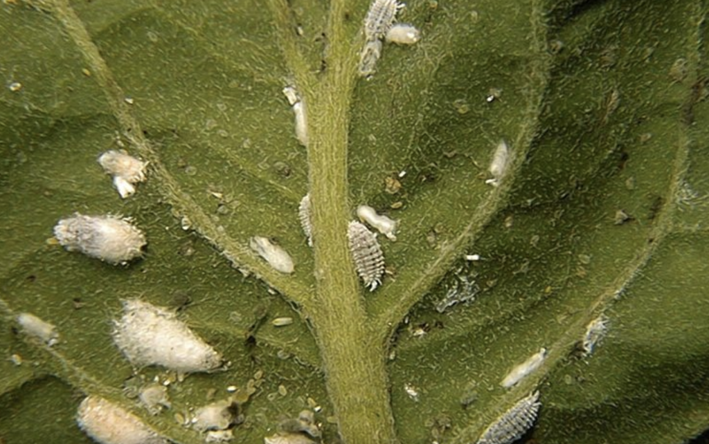 Little White Bugs on Plants