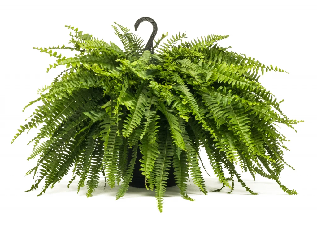 Boston Fern
