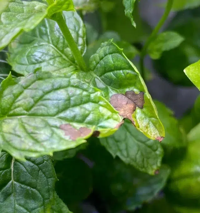 Mint Leaves Turning Brown? (Causes and Fixes!)