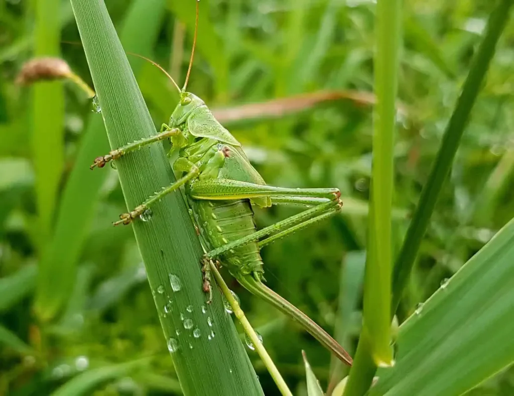 Organic Pest Control