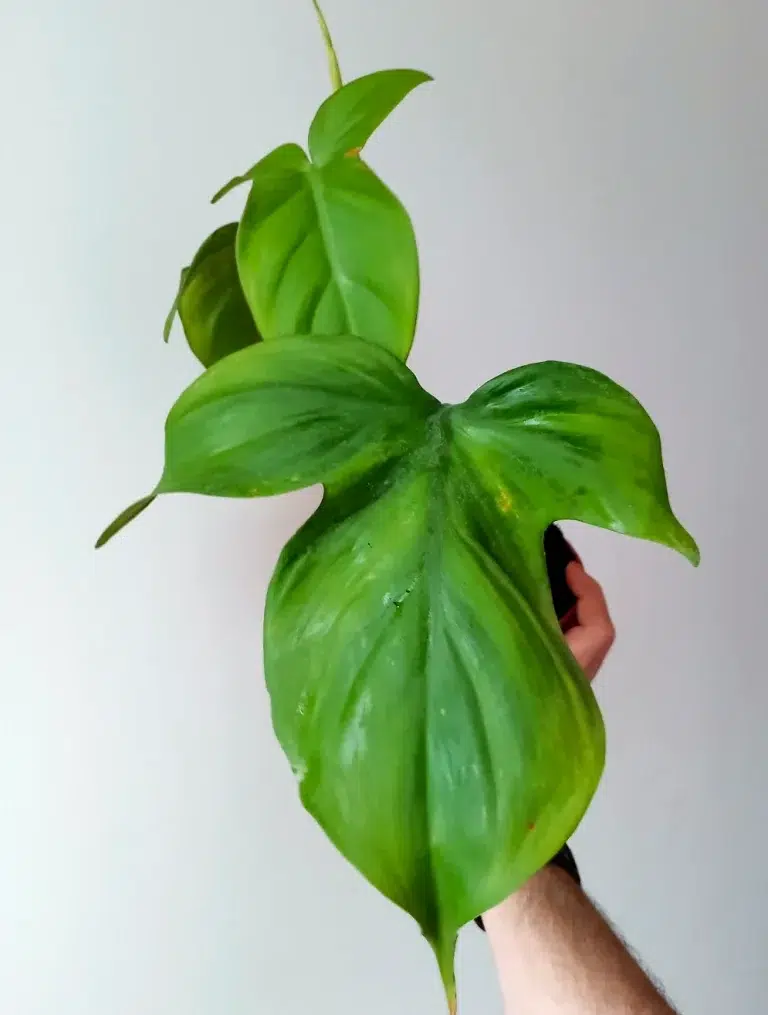 How to Care For the Philodendron Camposportoanum Trailing Vine