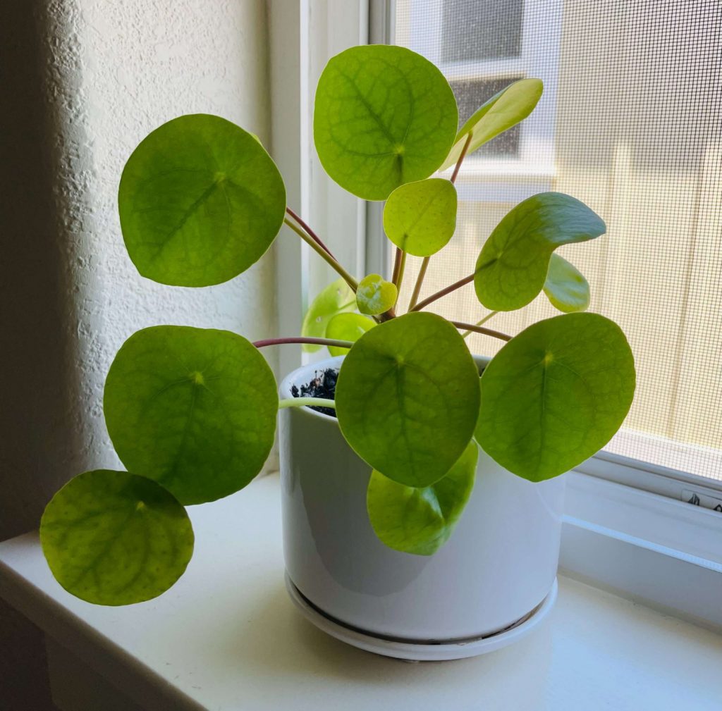 Chinese Money Plant care
