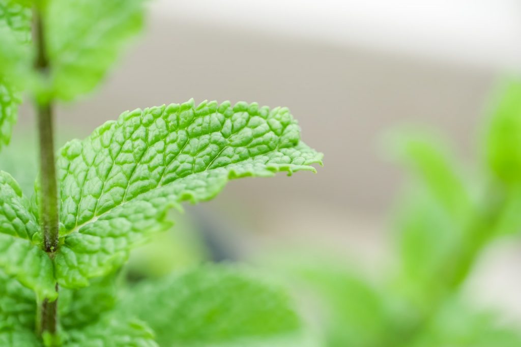 mint leaves turning brown