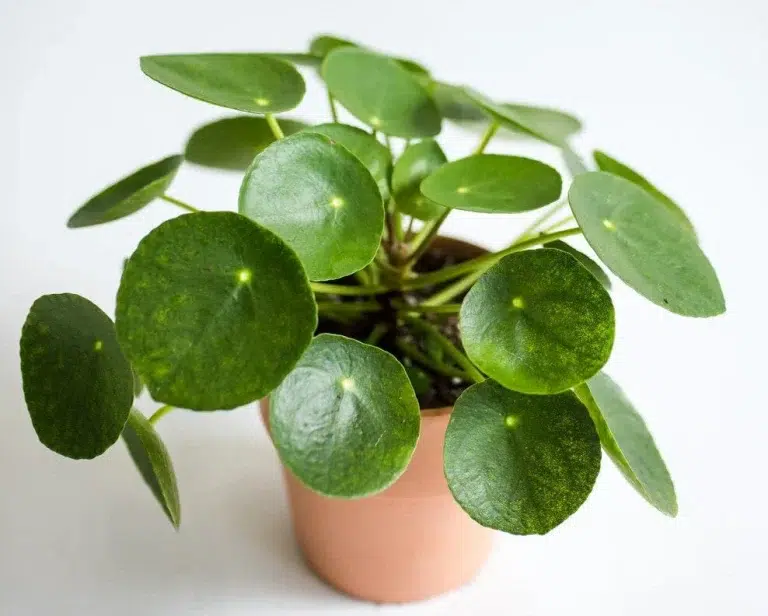Types of Money Plants