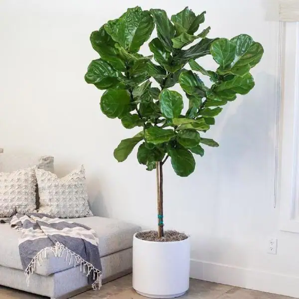 Ficus Lyrata
