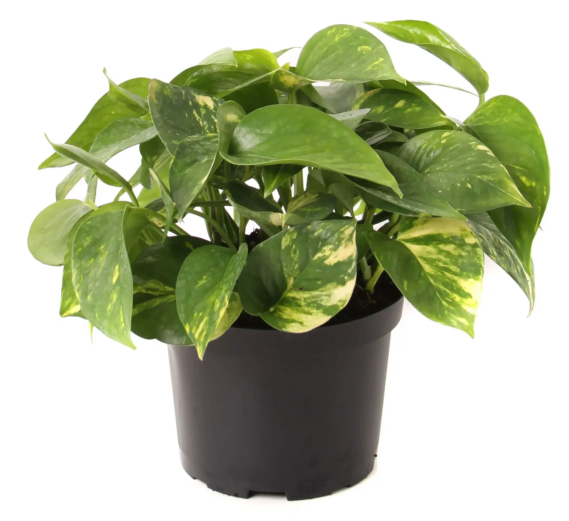 Golden Pothos Plant