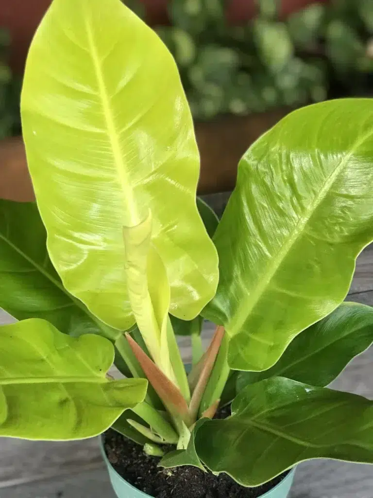 Philodendron Moonlight plan