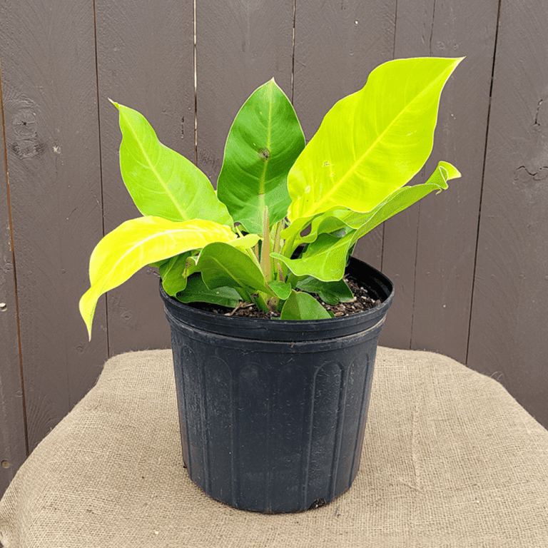 PHILODENDRON MOONLIGHT