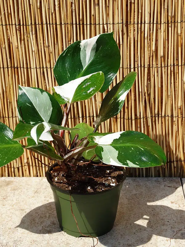 Philodendron White Knight