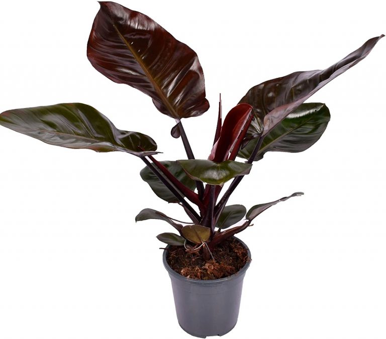 Philodendron black cardinal