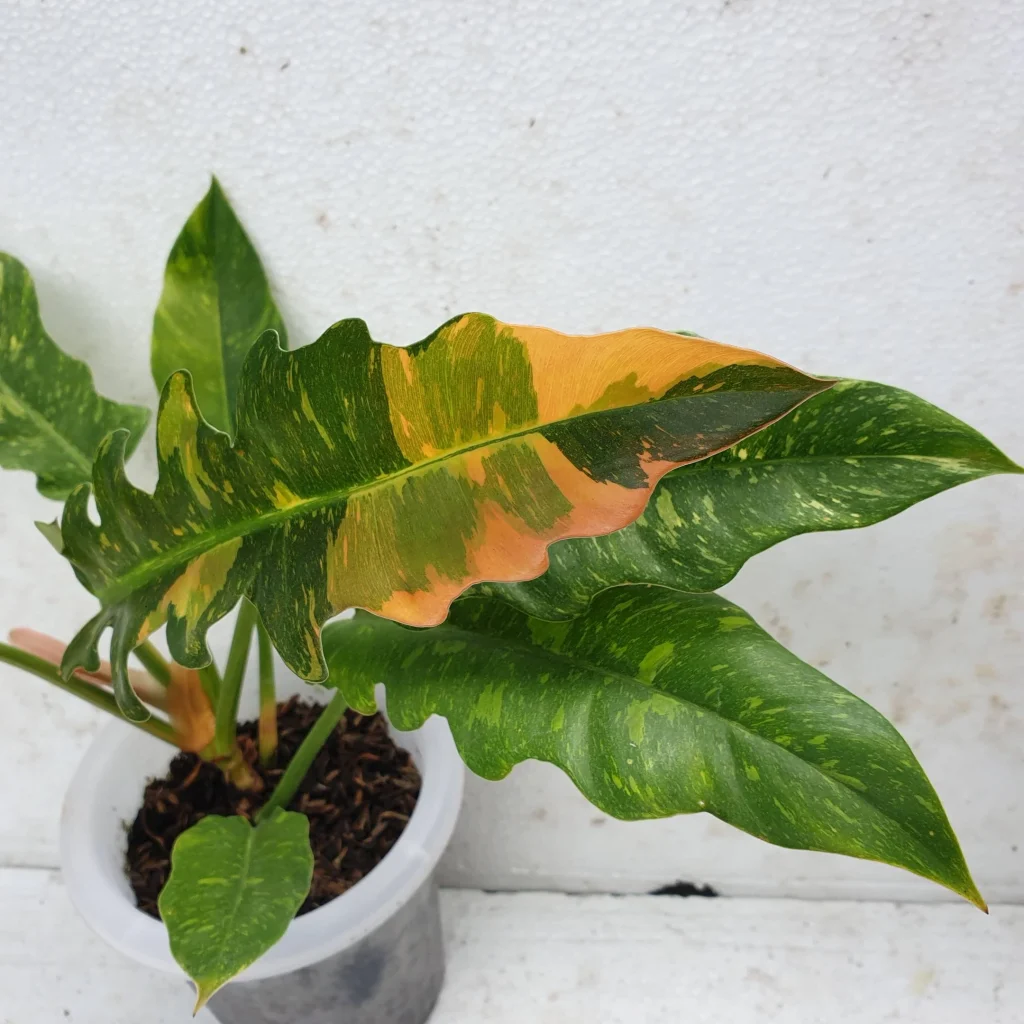 Philodendron ring of fire