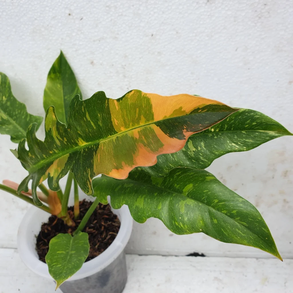 philodendron